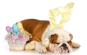 Easter - healthy pets bulldog
